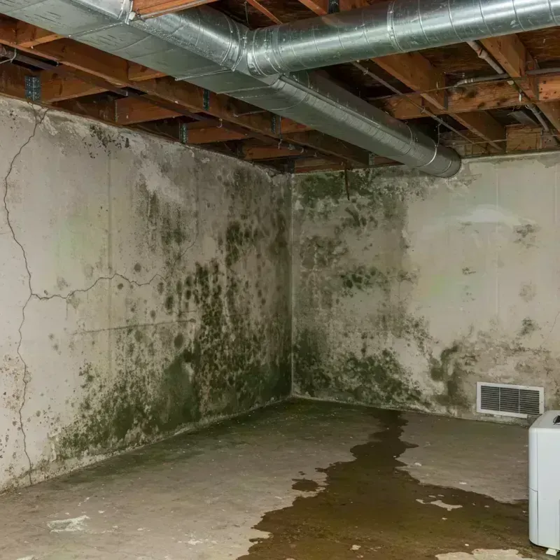 Professional Mold Removal in Ashland, MO